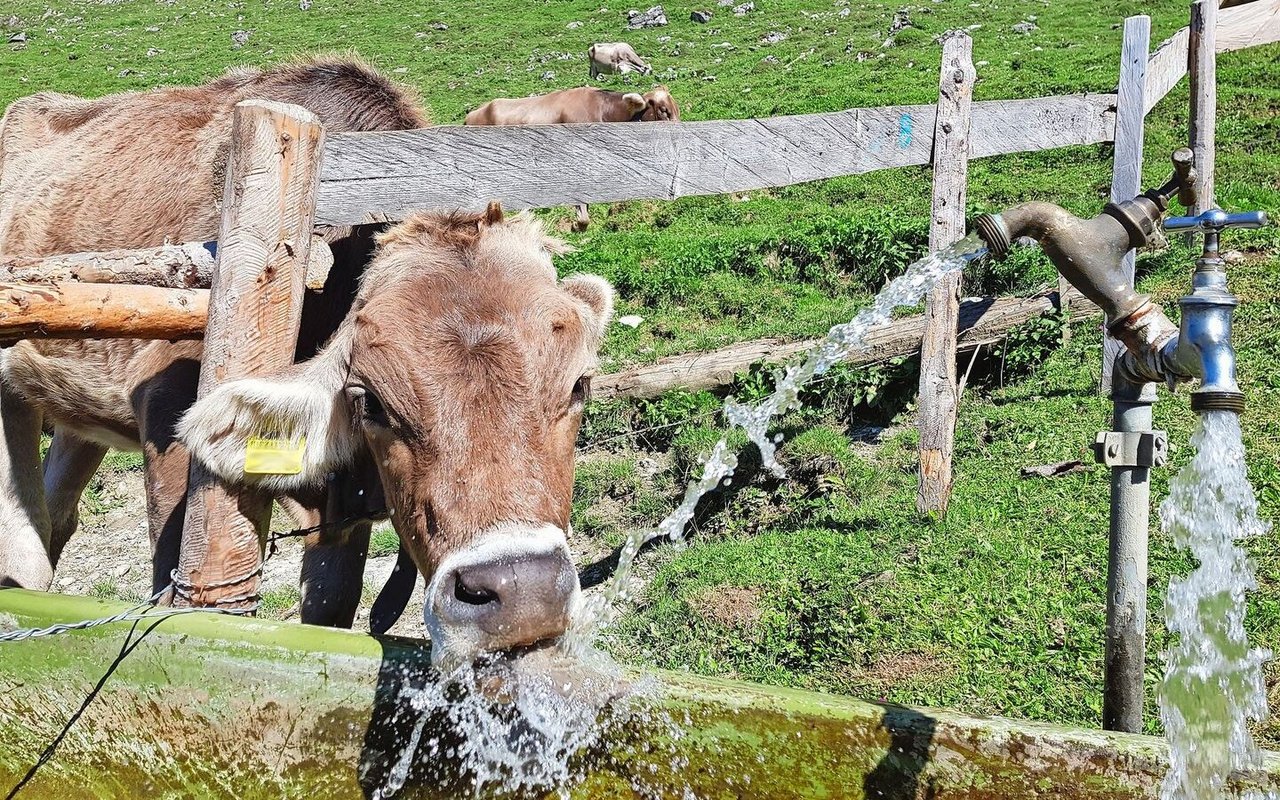 Auf vielen Alpen ist genügend Wasser vorhanden, es fehlt jedoch an intakten Reservoiren mit genügend Kapazität, um die wertvolle Ressource zu speichern.