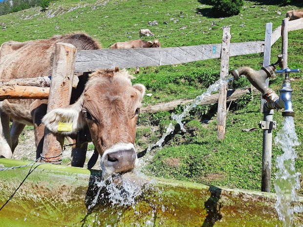 Auf vielen Alpen ist genügend Wasser vorhanden, es fehlt jedoch an intakten Reservoiren mit genügend Kapazität, um die wertvolle Ressource zu speichern.