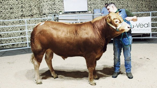 Nicht nur schön, sondern auch mit ausgezeichnetem Charakter überzeugte der Champion der Limousin, Burris Cyril, der seinem neuen Besitzer 7600 Franken wert war.