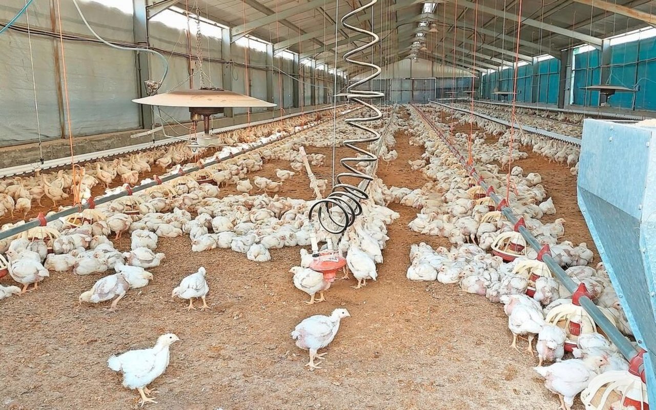 Auf Zypern wird viel Poulet gegessen. Auf diesem Betrieb werden 30 000 Mastpoulets in drei Hallen gehalten. Im Alter von 38 bis 48 Tagen werden die Tiere geschlachtet. Es gibt fünf Umtriebe pro Jahr.