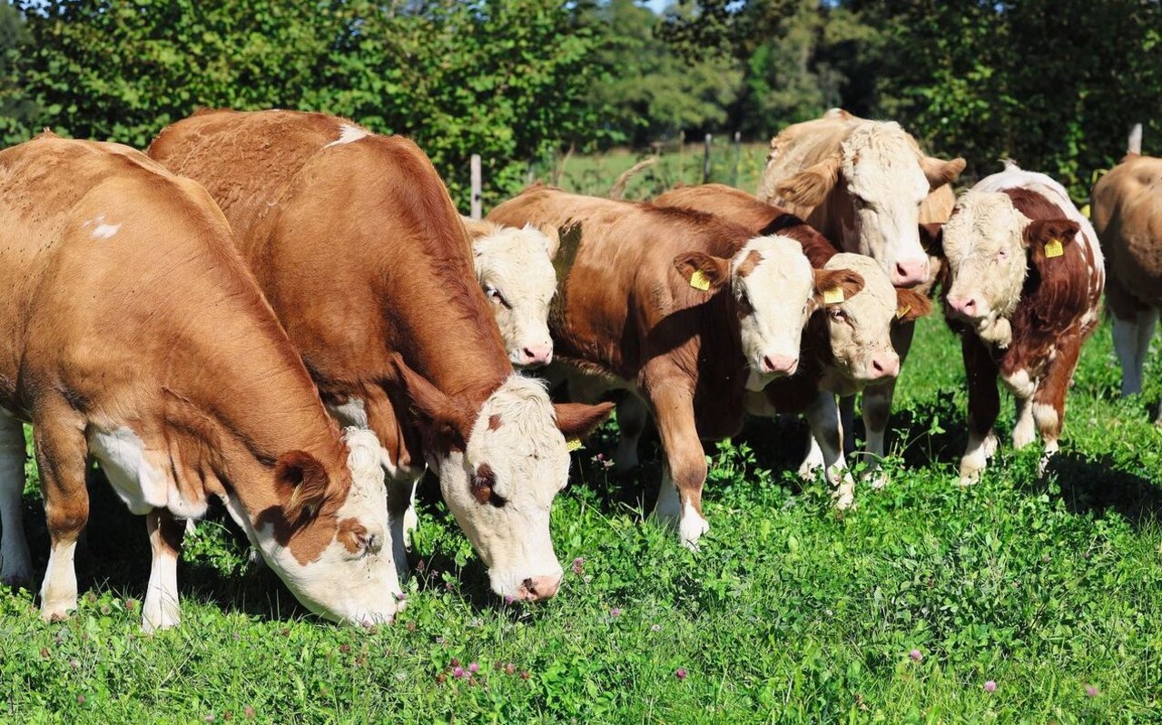 Eine Herde Simmentaler (Mutterkühe und ihre bereits recht grossen Kälber) stehen auf der Weide und grasen.