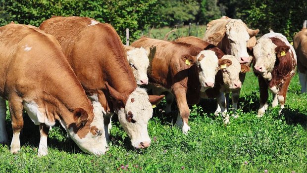 Eine Herde Simmentaler (Mutterkühe und ihre bereits recht grossen Kälber) stehen auf der Weide und grasen.