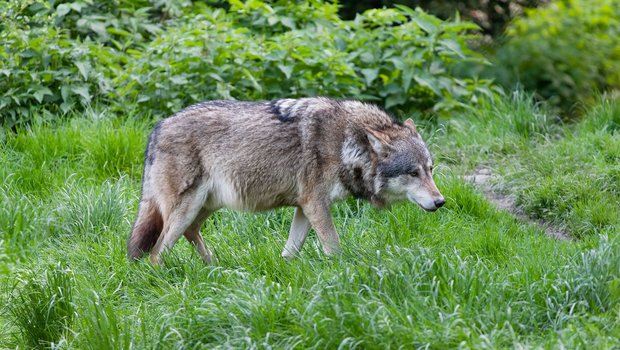 Eurasischer Wolf im Wald.
