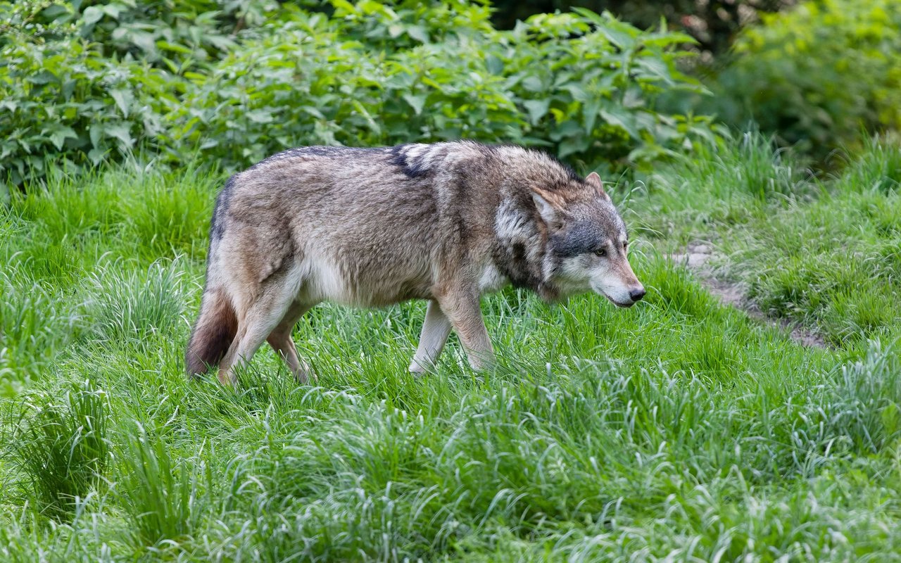 Eurasischer Wolf im Wald.