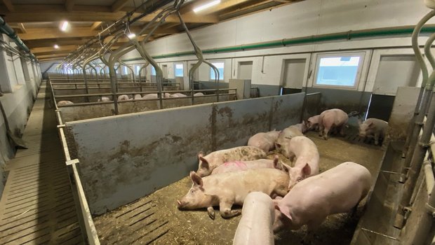 Dieser Stall hat zwölf Buchten mit je 33 Tieren. Eine Buchtgrösse von maximal 30 Mastschweinen wird als ideal betrachtet. Grossgruppenhaltung hat Stress und oft Kannibalismus als Übersprungshandlung zur Folge. Bild: SGD