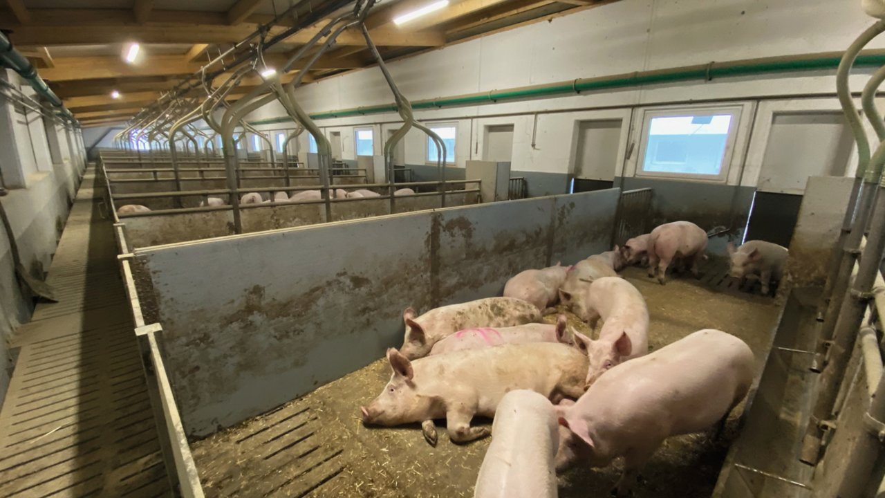 Dieser Stall hat zwölf Buchten mit je 33 Tieren. Eine Buchtgrösse von maximal 30 Mastschweinen wird als ideal betrachtet. Grossgruppenhaltung hat Stress und oft Kannibalismus als Übersprungshandlung zur Folge. Bild: SGD