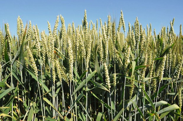 Die Weizenmischung Isuela wird von IP-Suisse für den Getreideanbau angeboten. Die höhere Ertragsstabilität und Krankheitsresistenz sprechen für den Anbau von Sortenmischungen.