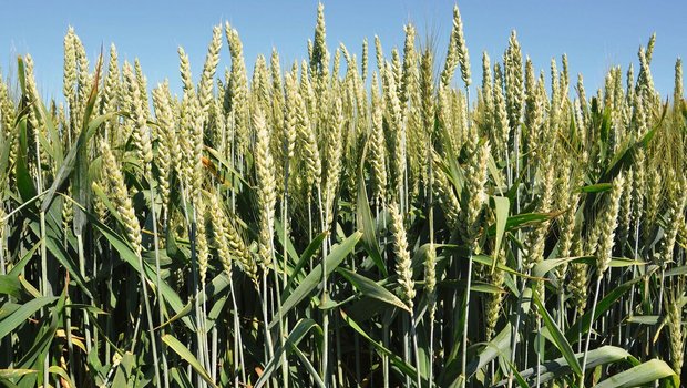 Die Weizenmischung Isuela wird von IP-Suisse für den Getreideanbau angeboten. Die höhere Ertragsstabilität und Krankheitsresistenz sprechen für den Anbau von Sortenmischungen.