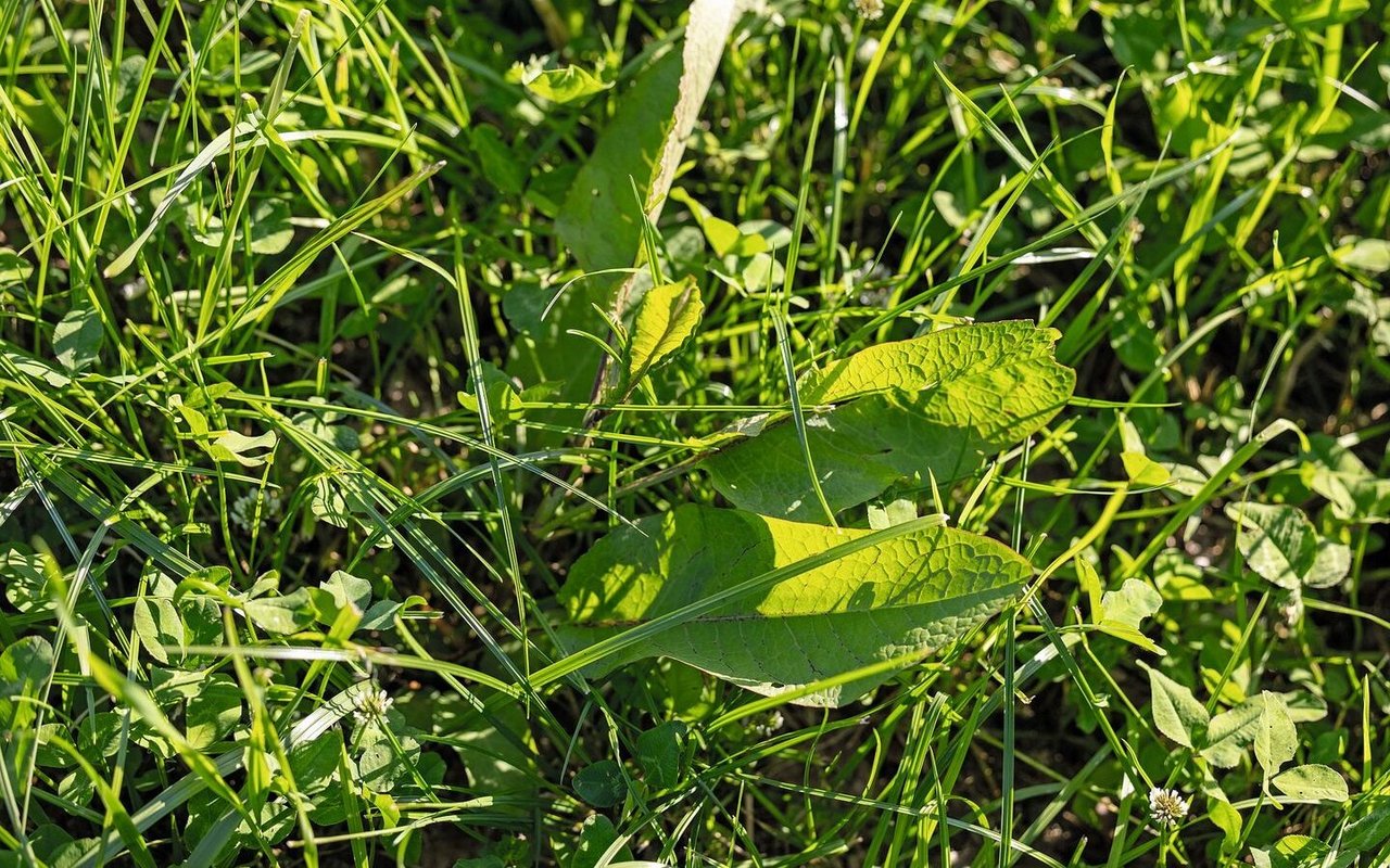 Die Blackenbekämpfung im Grasland ist momentan die häufigste Anwendungder kameragesteuerten Herbizidausbringung.