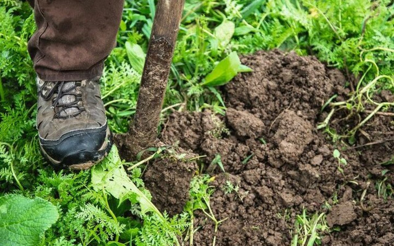 Ein Schuh und eine Schaufel sind neben einem frisch ausgestochenen Loch im Feld zu sehen.