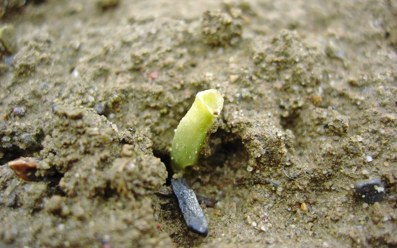 Vögel können bei Sonnenblumen erhebliche Schäden anrichten. 
