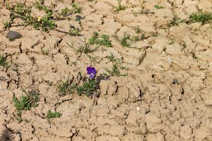 Auf trockenem Boden haben es Pflanzen schwer. Einige können aber besser mit Wassermangel umgehen als andere. (Bild manfredrichter/Pixabay)