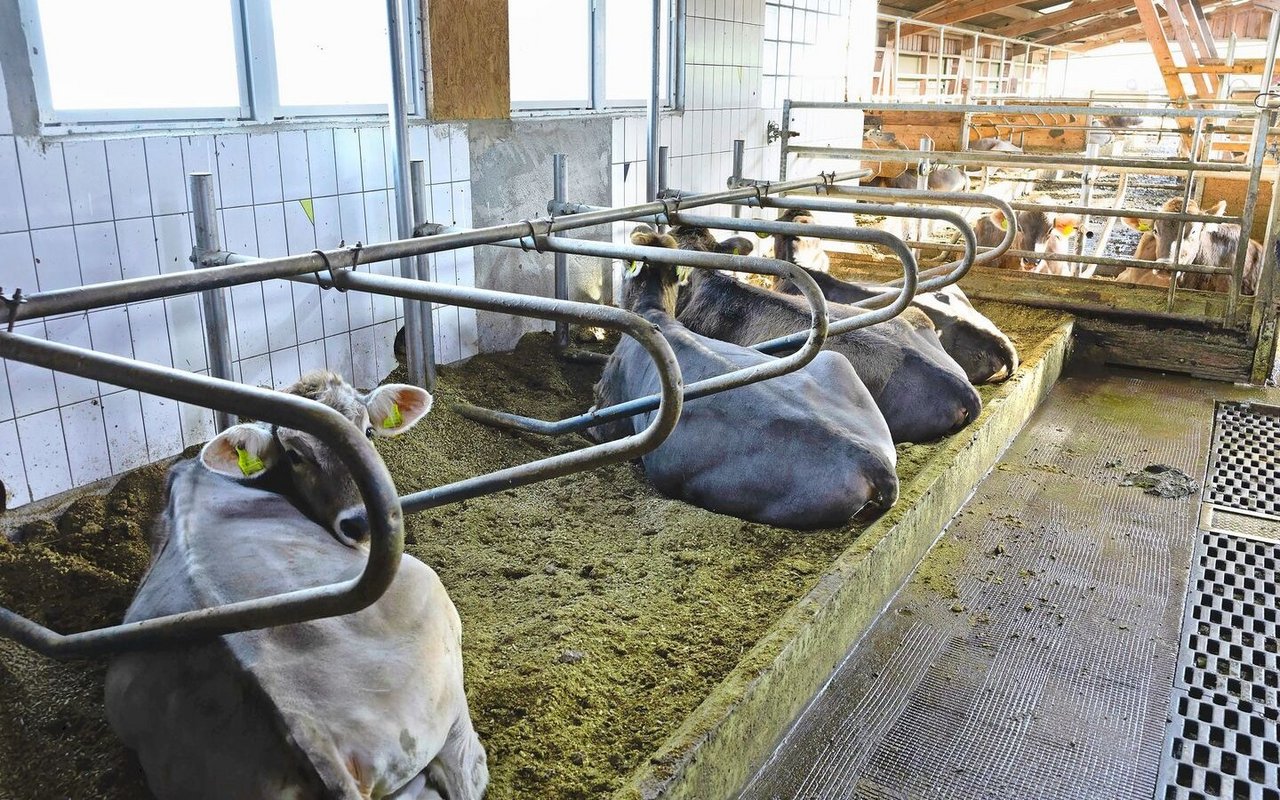Im ehemaligen Melkraum wurden weitere Liegeboxen montiert.