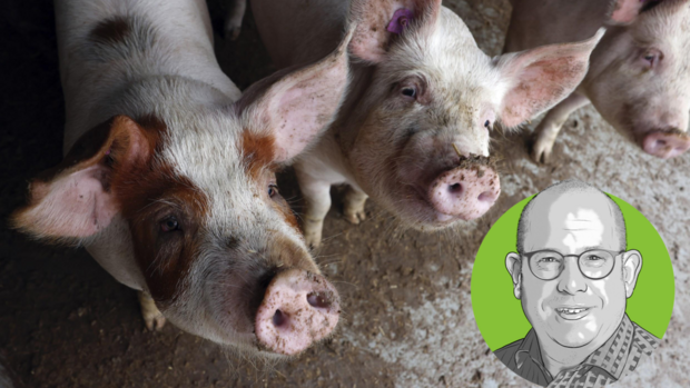 Ukraine-Krieg Schweine Porträt von Stefan Müller vor dem Foto mehrer neugieriger Schweine.