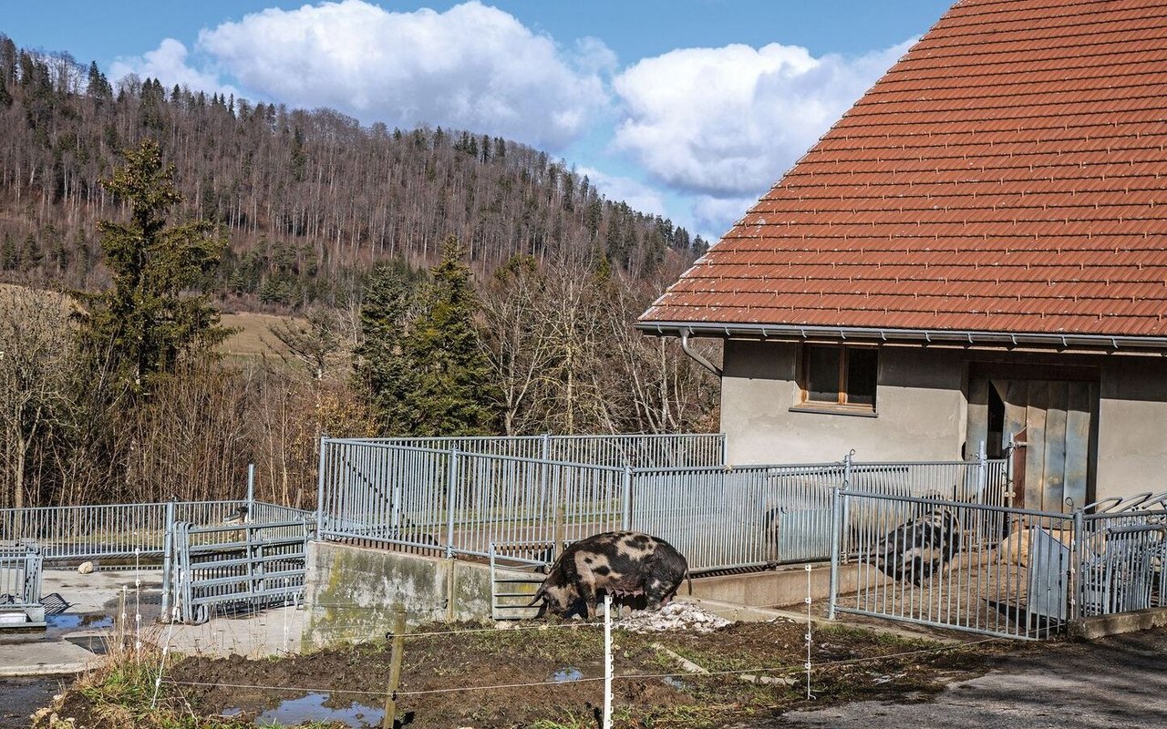 Eine Muttersau wühlt im Schlamm vor dem Winterstall.