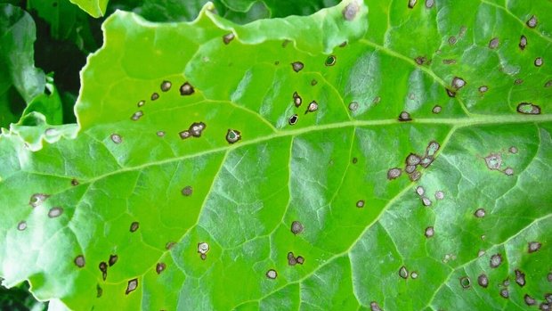 Cercospora auf dem Rübenblatt. Die Flecken sind klein, praktisch kreisrund und rot-braun umrandet. Cercospora-Flechen auf dem Rübenblatt