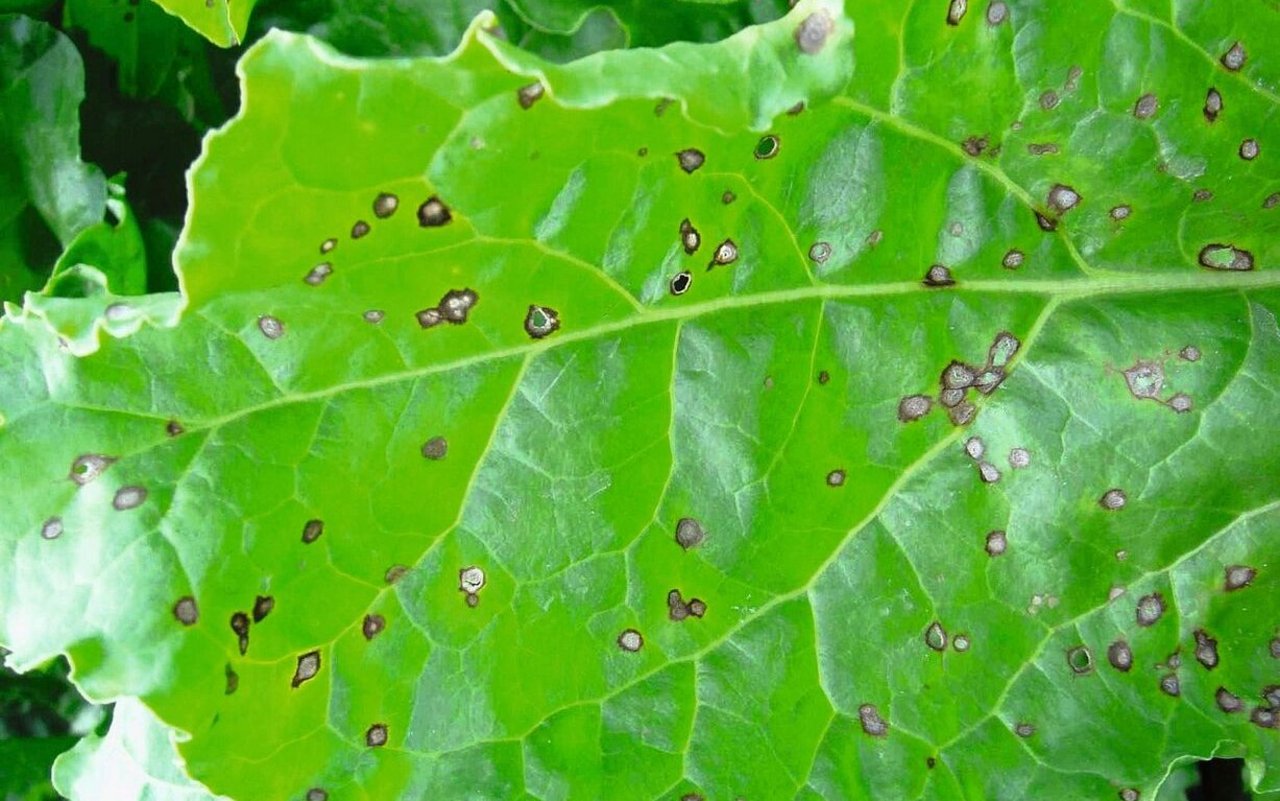 Cercospora-Flechen auf dem Rübenblatt