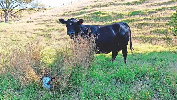 Weil es um Weihnachten herum genügend Regen gab, ist das Gras gut gewachsen, obwohl seither kein Tropfen mehr gefallen ist. Die Tiere leben das ganze Jahr über draussen, im Sommer kann Aeschbach sie auswärts platzieren, quasi auf der «Alp».