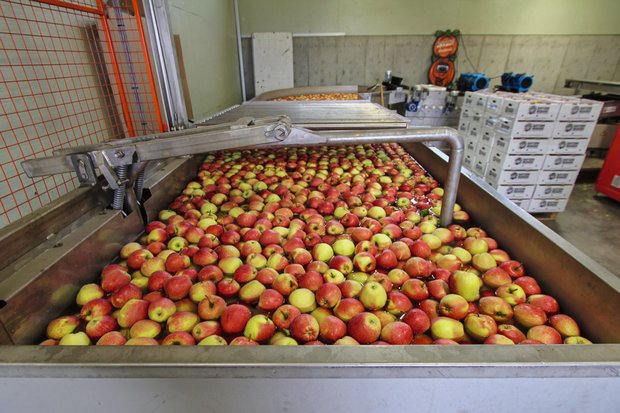 Mit der Ernte 2019 und den Reserven von 2018 ist der Bedarf für die Most-Produktion bis zur nächsten Ernte im Herbst 2020 gedeckt. Bild: Jürg Vollmer