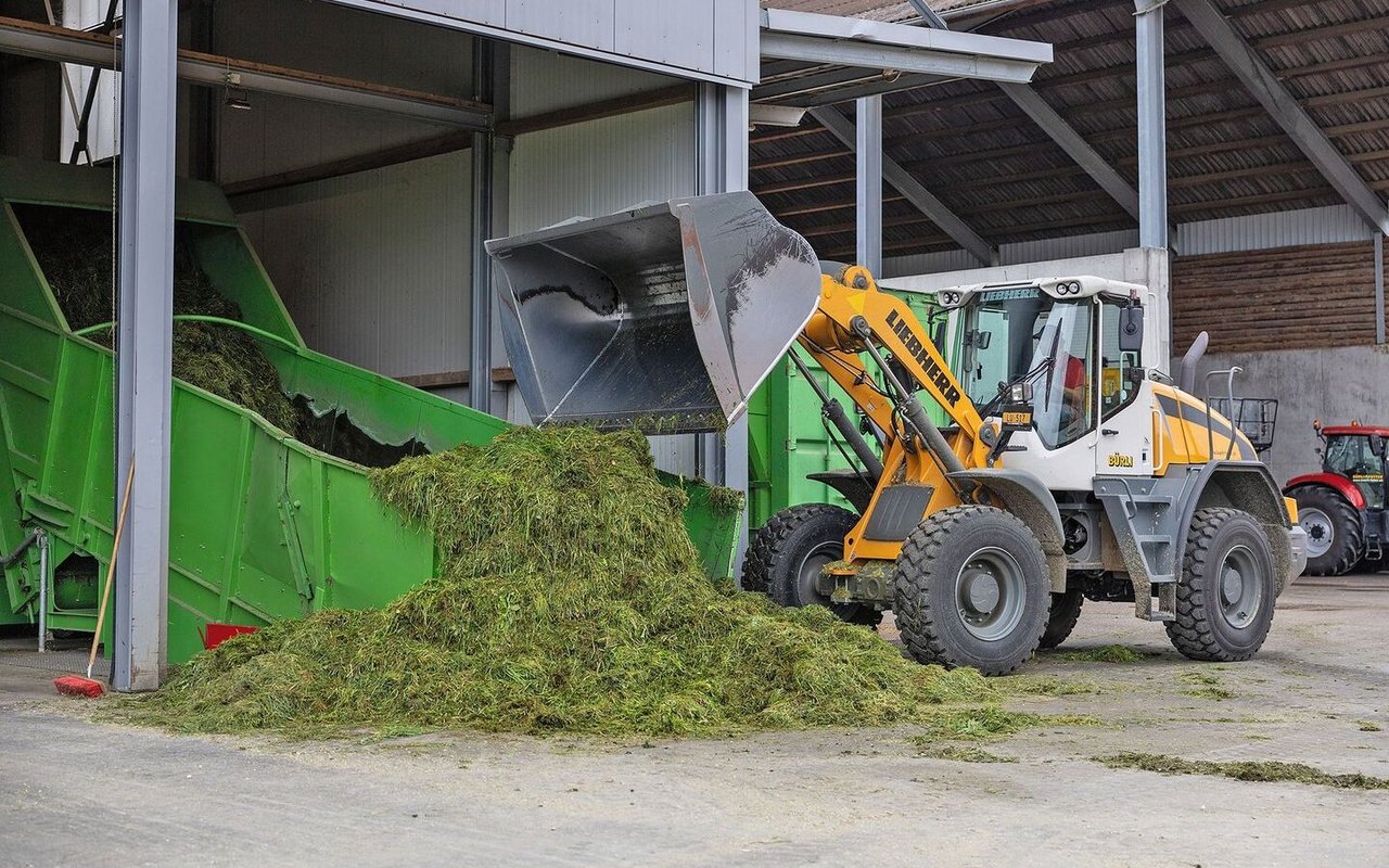 Gras wird mit Radlader in die Trocknungsanlage geschaufelt