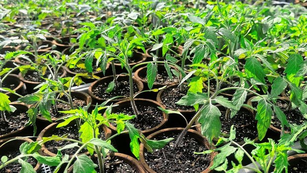 Ab Mitte Mai dürfen die Jungpflanzen in den Garten. Die Bodentemperatur sollte rund 15 Grad betragen. Die Pflanzen tief setzen, damit die Stiele zusätzliche Wurzeln bilden können.