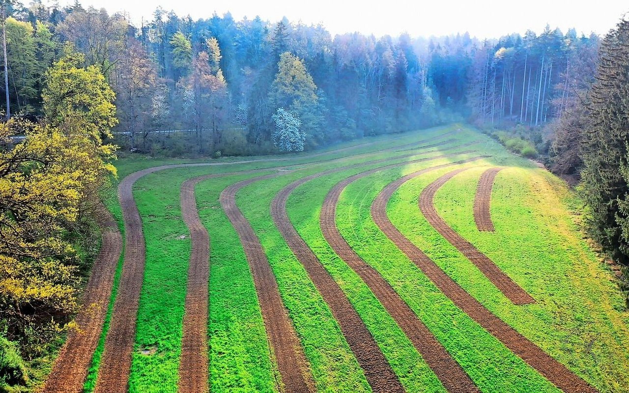 Wenn auf einer Fläche massenhaft Problemunkräuter vorherrschen, eignet sich die Streifensaat-Methode nicht. Der Bestand muss schon einen gewissen extensiven Charakter haben.