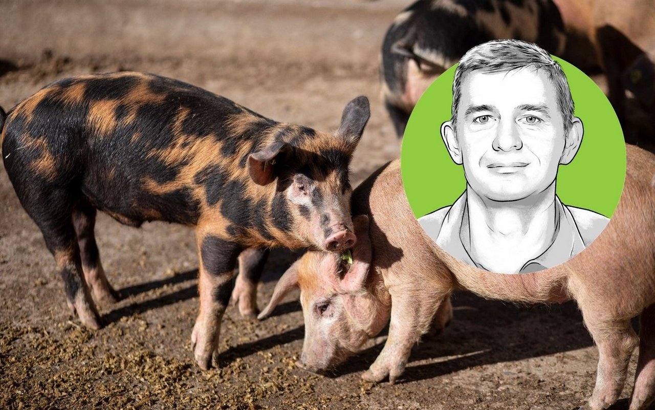 Ein gezeichnet Porträt von Peter Spring, vor einem Foto der «Bunten Distelschweine»
