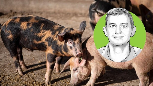 Ein gezeichnet Porträt von Peter Spring, vor einem Foto der «Bunten Distelschweine»