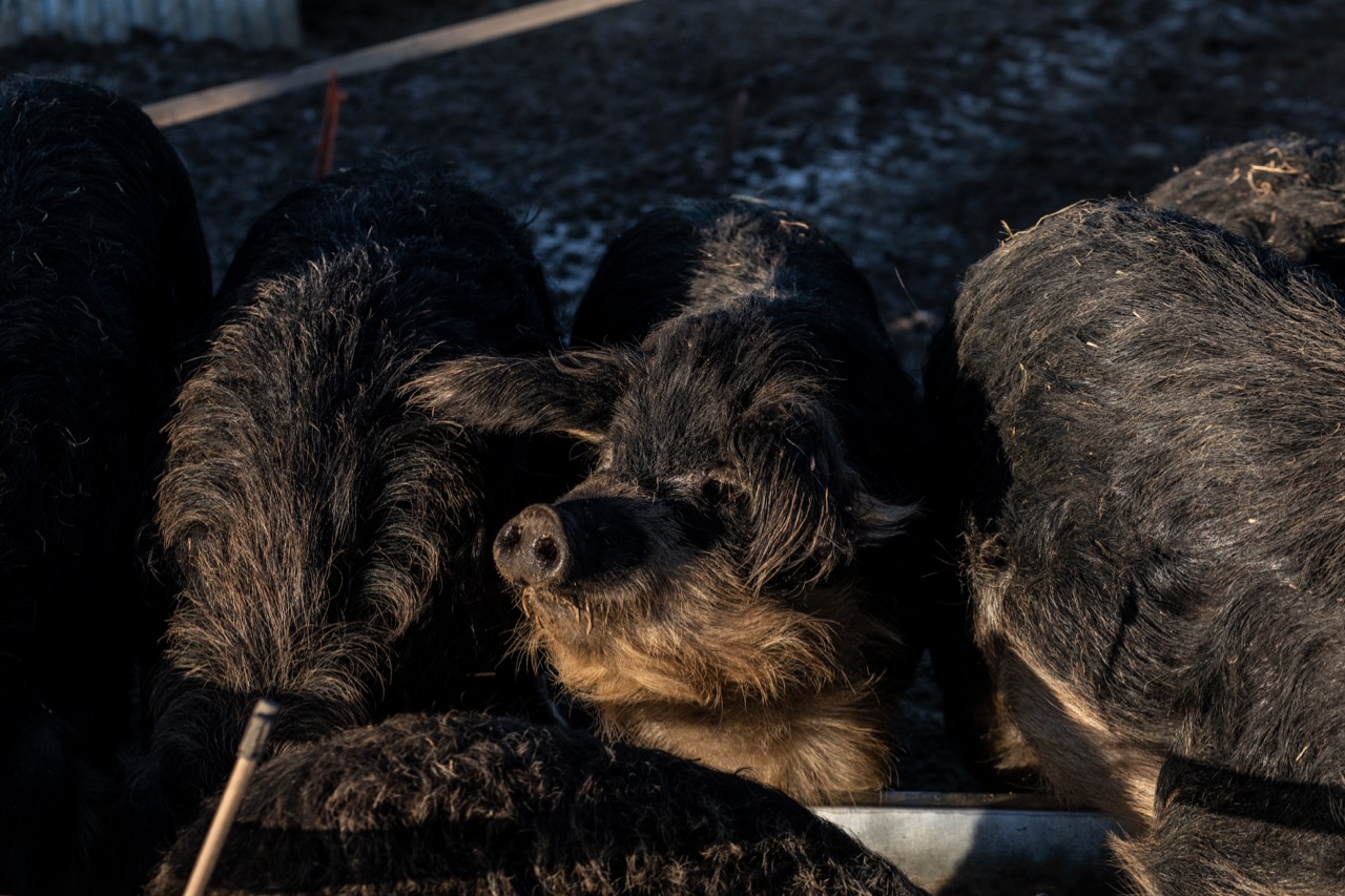 Die Freiland-Wollschweine werden vom Dorfmetzger geschlachtet: Bis jetzt hat er sechs Tiere geschlachtet. Bild: Pia Neuenschwander
