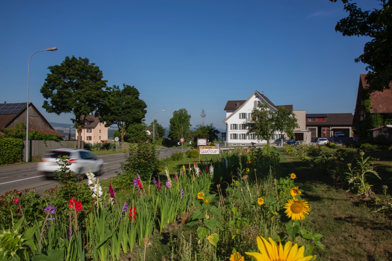 Das Schnittblumenfeld liegt zwischen Strasse, Restaurant und Bauernhof. Bild: Pia Neuenschwander