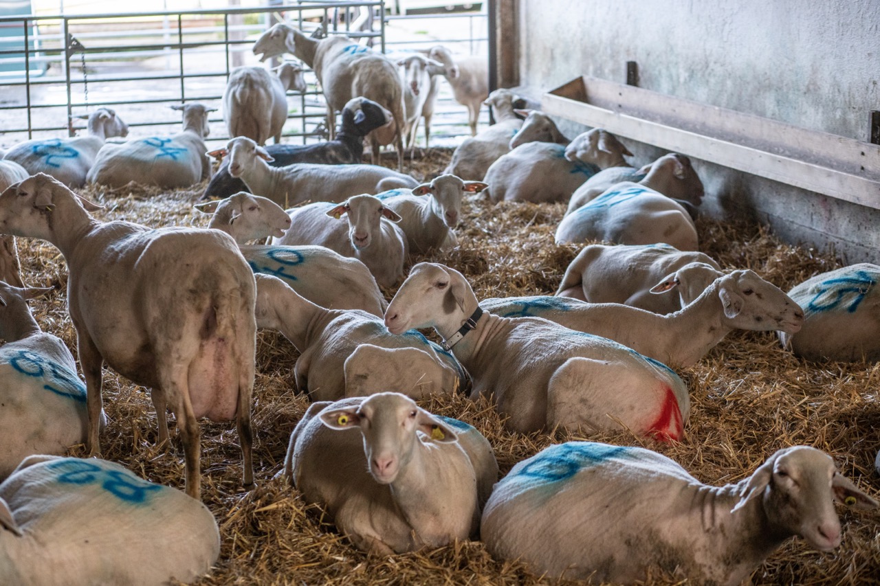 Genouds kauften sich im Jahr 2016 die ersten Lämmer. Heute haben sie eine stattliche Herde von 80 Lacaune-Milchschafen. Bild: Pia Neuenschwander