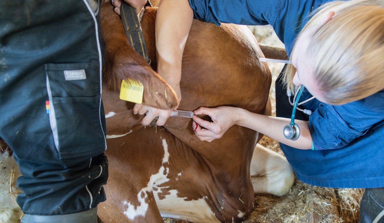 Eine Vitamin-D3-Injektion bei einer festliegenden Kuh. Vitamin D3 kann auch einige Tage vor dem Abkalben zur Prävention verabreicht werden. Bild: Gian Vaitl