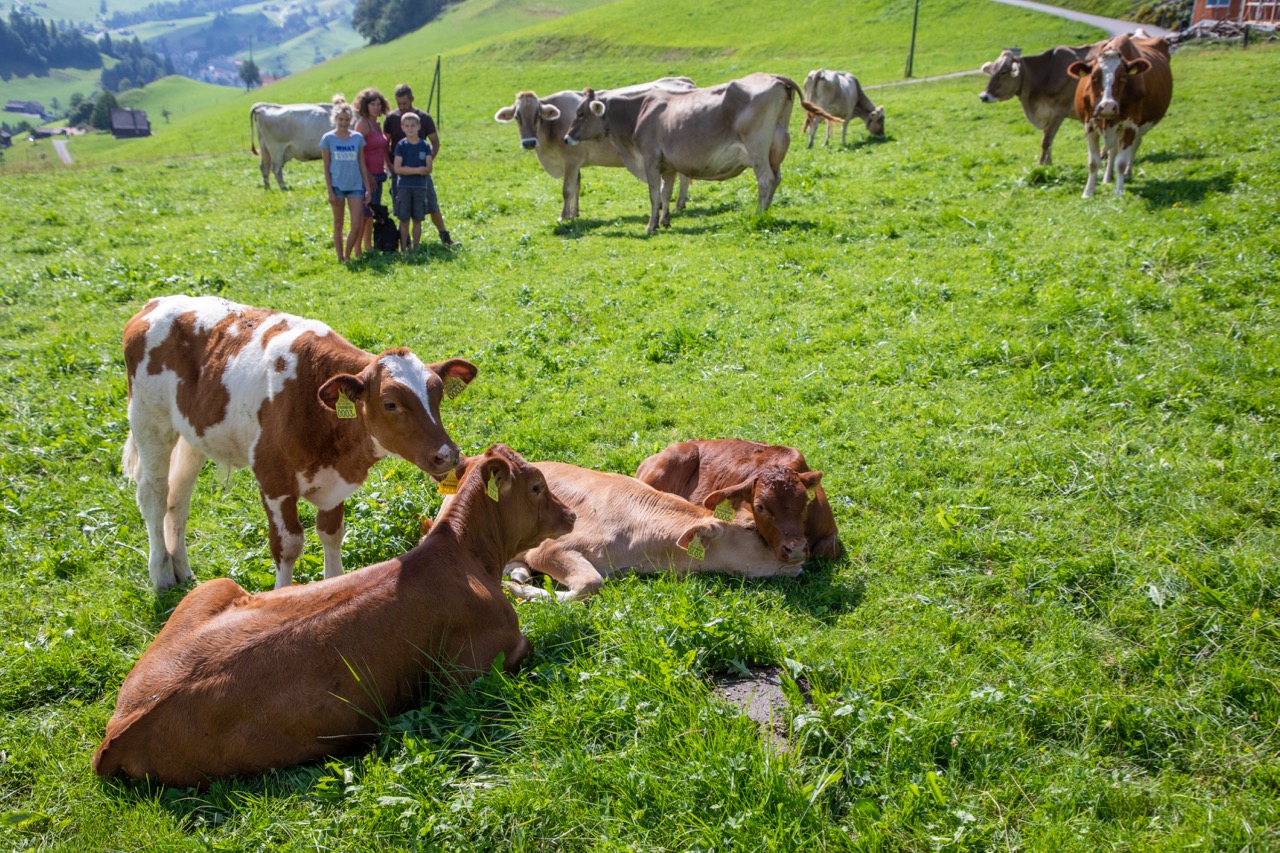 Braune, rote, schwarze Kühe – die Milchvieh-Herde von Familie Rusch ist bunt gemischt. Bild: Gian Vaitl