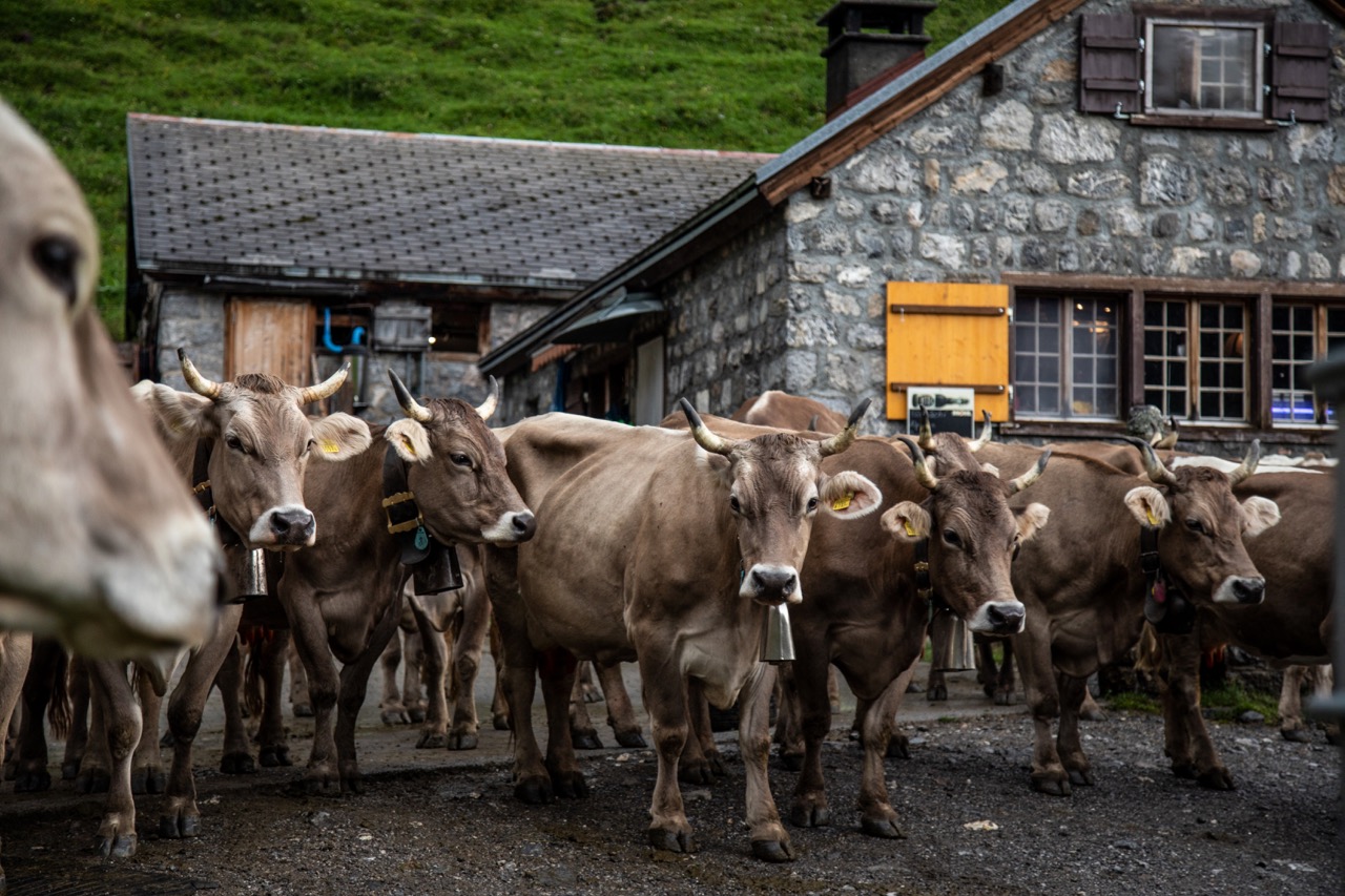 Die Kühe gehen nach dem Melken wieder auf die Weide. Bild: Pia Neuenschwander