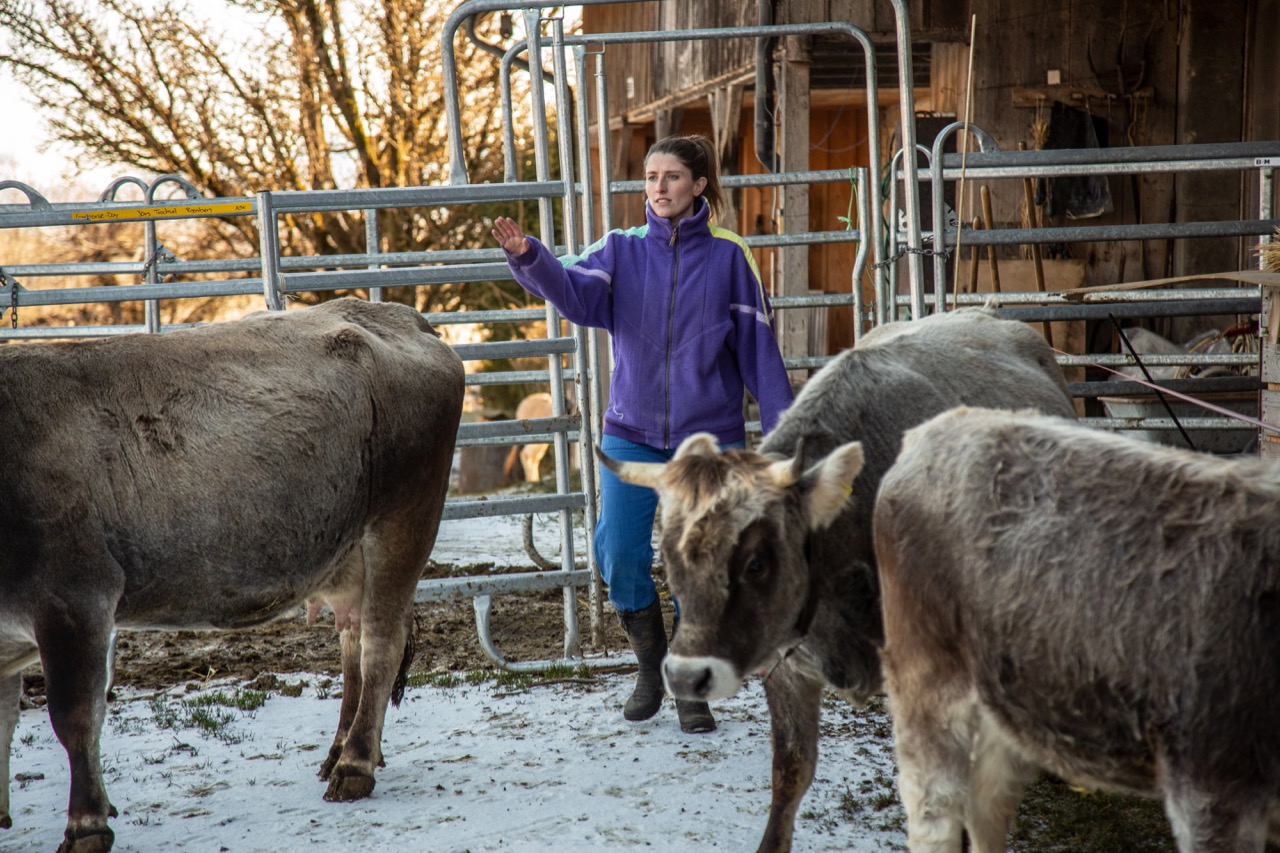 Anna Böhlen bringt die fünf Mutterkühe mit ihren Kälbern auf die Weide. Die Fleisch-Direktvermarktung ist aktuell der wichtigste Betriebszweig. Bild: Pia Neuenschwander