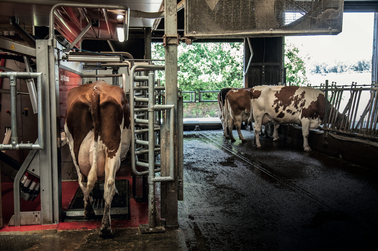 Bei der I-Flow-Aufstellung des Lely A5 Melkroboter hat die Kuh bei Eingang in die Melkbox ein freies Umfeld und ist während des Melkens nicht von der Herde getrennt. Bild: Pia Neuenschwander