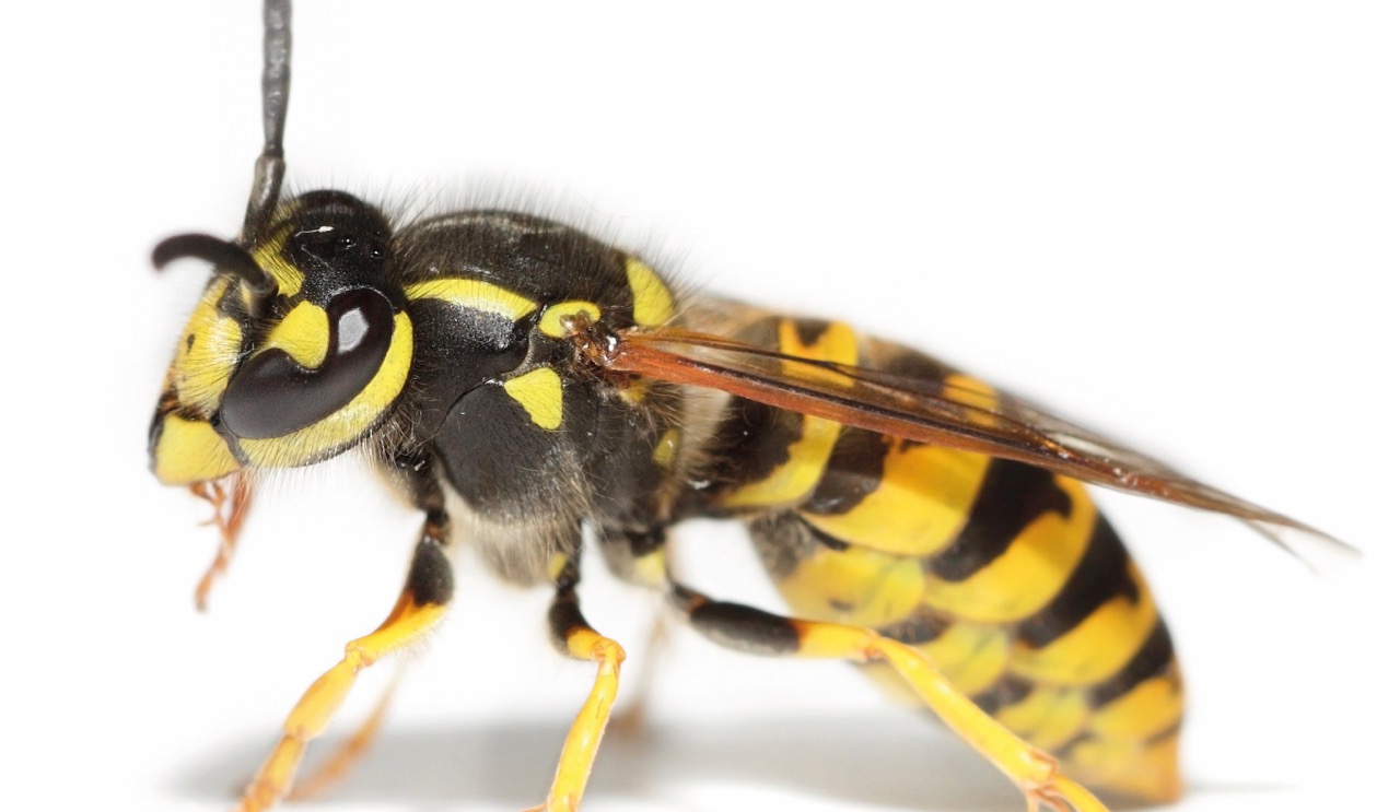 Bei Wespen- oder Bienenstichen gilt für alle Nicht-Allergiker: Ruhe bewahren und kühlen. Bild: Adobe Stock