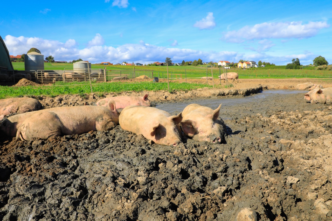 Die Schweine brauchen die Suhle, um sich zu kühlen. Ab 25 Grad ist sie vorgeschrieben. Bild: Peter Röthlisberger