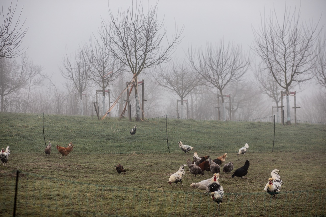Die Appenzeller Spitzhaubenhühner tummeln sich unter den Obstbäumen. Bild: Pia Neuenschwander