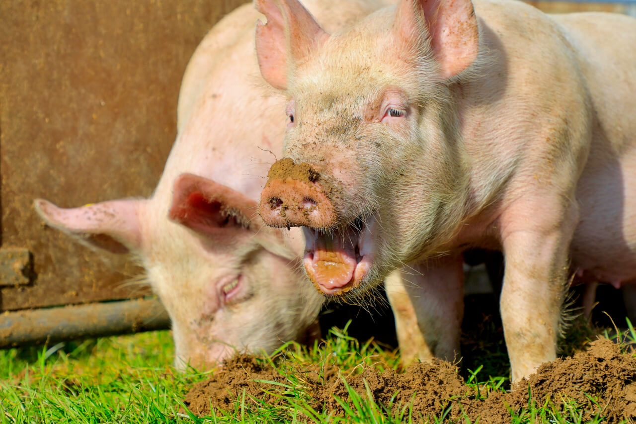 Schweine in Freilandhaltung wühlen in der Erde. Bild: Peter Röthlisberger