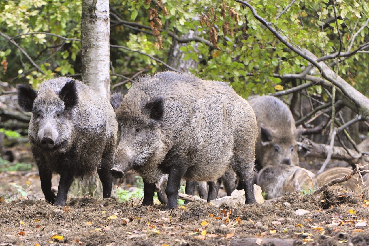 In Deutschland wurde Mitte September der Kadaver eines Wildschweins gefunden, das an ASP gestorben ist. Bild: Adobe Stock
