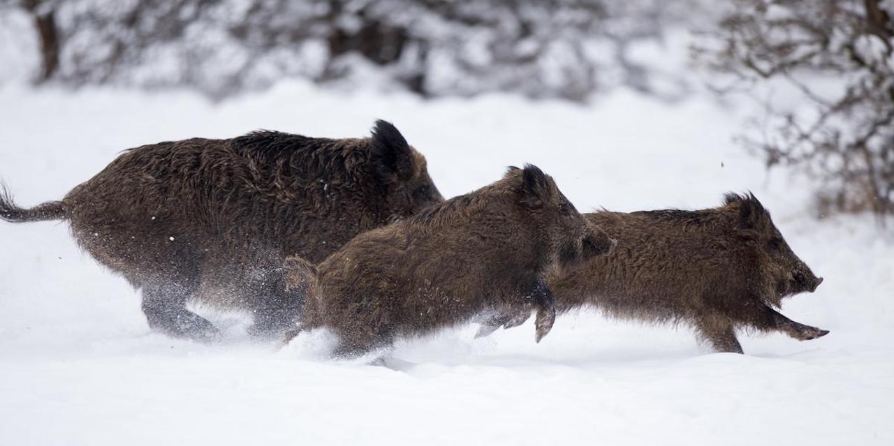 2. Der Begriff «innererer Schweinehund» stammt aus dem Mittelalter, als man Sau- oder Schweinehunde einsetzte. Bild: Adobe Stock 