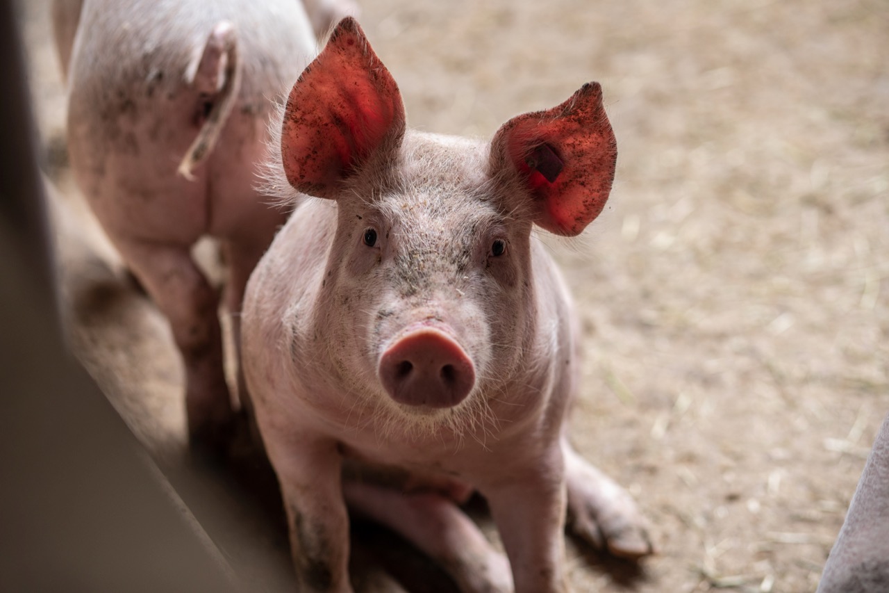 Susanne Betscher hat einen engen Draht zu ihren Schweinen. Bild: Pia Neuenschwander
