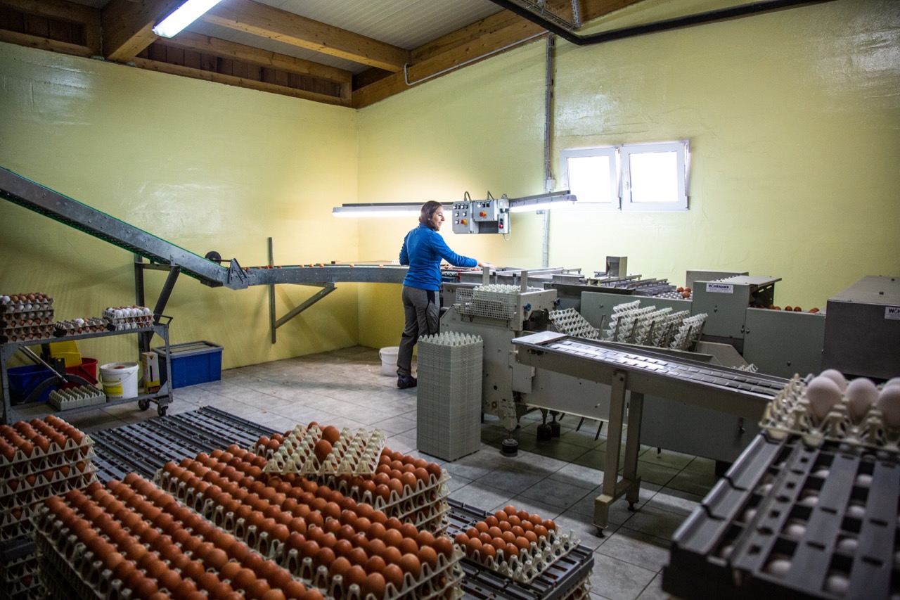 Alltag bei Jasmin Gisi: Jedes Ei (hier vom Bodenhaltungsstall) wird kontrolliert und gereinigt, bevor es in die Packmaschine gelangt. Bild: Pia Neuenschwander