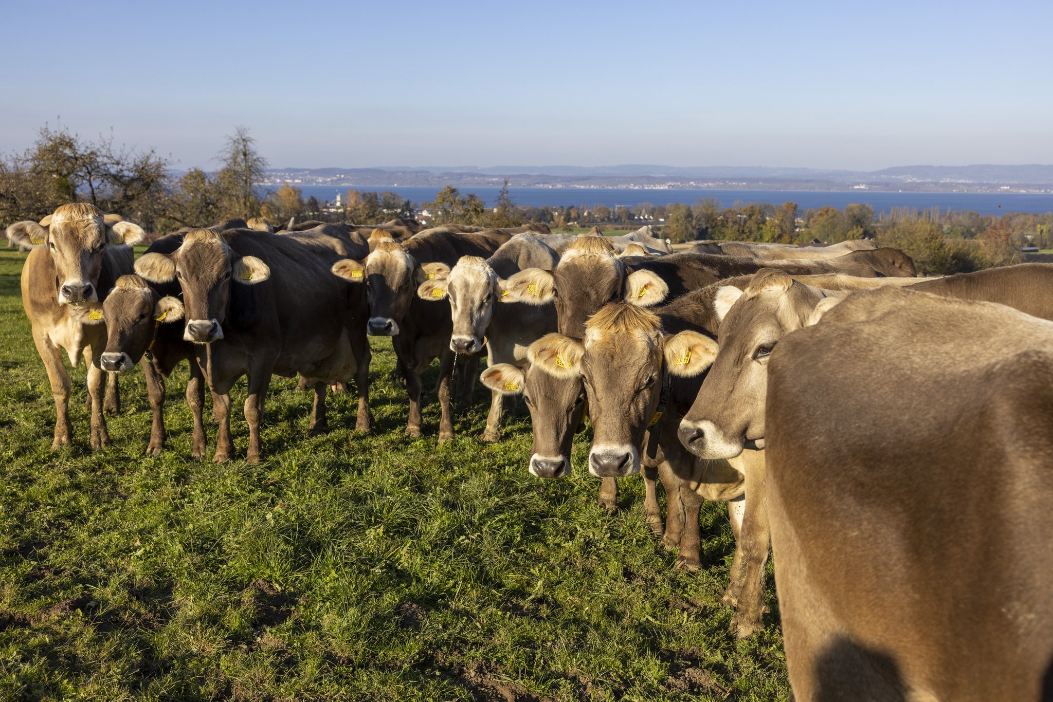 Eine Herde Braunviehkühe steht auf der Weide und schaut zum Fotografen.